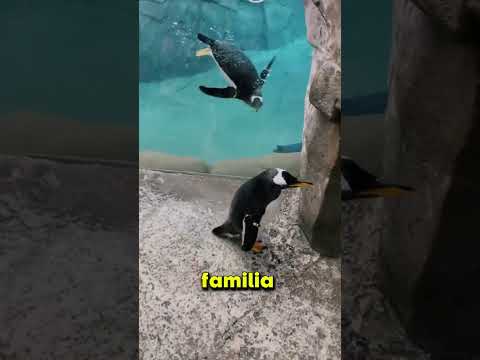 Se cayó del acuario y empezó la misión más tierna del mundo🐧🥺🍁 thumbnail