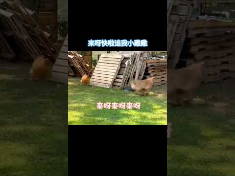 來呀快啦追我小雞雞 #搞笑配音 #搞笑 #funny thumbnail