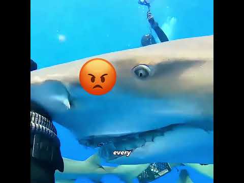 Shark Protects This Man While Diving #pets #cute #funny #shorts thumbnail