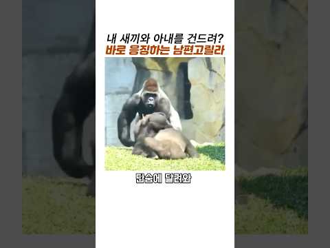 새끼업은 아내를 건드리자 위엄으로 다스리는 남편고릴라#화난 고릴라#멋진 고릴라#감동 동물 #실버백 thumbnail