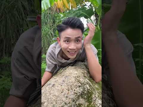 小风吃光了妈妈的黄桃罐头，没想到居然用木瓜重新做一份！#shorts #funny #搞笑 thumbnail