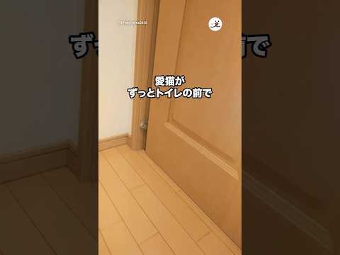 腹痛でトイレで気絶して救急車で運ばれて以来、愛猫が…😭｜PECO thumbnail