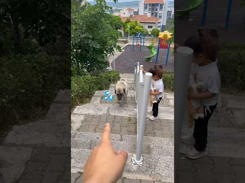 Köpek böyle merdiven çıkmayı nereden öğrendi😂 #aboneolmayiunutmayin #keşfetbeniöneçıkar #kesfet thumbnail