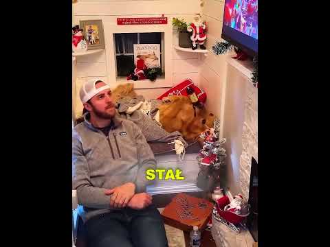 Świąteczna miejscówka goldena retrievera to totalny sztos ♥️? thumbnail