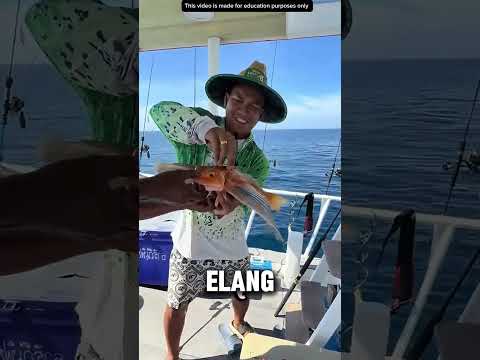 MENEMUKAN IKAN INDOSIAR ASLI😱😱 thumbnail
