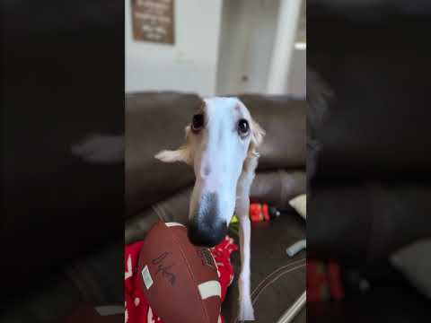 Let Me Do It For You Kermit (Didn't I Do It For You Tik Tok Dog Meme) thumbnail
