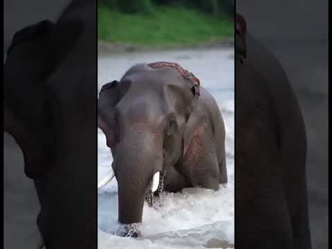 Kindness 🐘 Elephant's Dramatic River Rescue of Fawn #kindness #animalrescue #shorts thumbnail