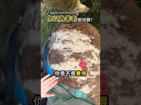 羊毛表面又髒又打結🤯 thumbnail