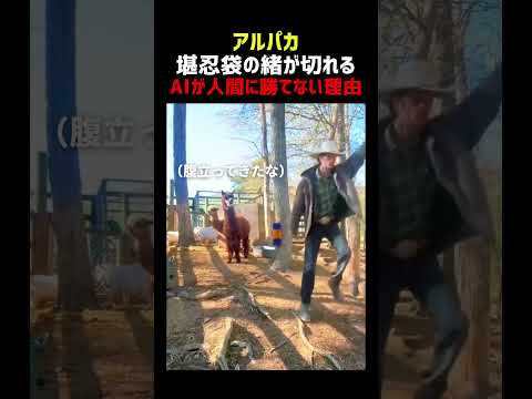 アルパカ 堪忍袋の緒が切れる thumbnail