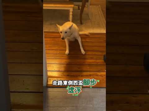 狗狗偷喝酒瓶變成醉鬼 thumbnail