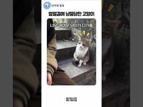 얼떨결에 냥줍당한 고양이 (길냥이 아님) #귀여운고양이 #냥줍 #집냥이 thumbnail
