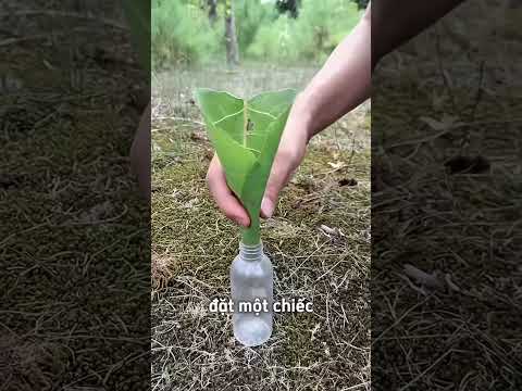 Cách không bị muỗi đốt trong rừng🤓 thumbnail