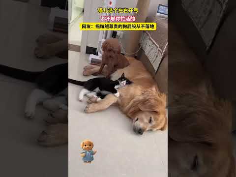 猫儿这个左右开弓，都不够你忙活的，网友：摇粒绒尊贵的狗屁股从不落地 thumbnail