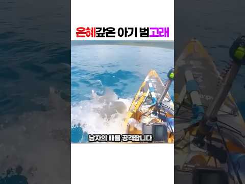 죽어가던 아기 범고래를 6시간 사투 끝에 살려줬더니.. 상어 공격에서 남자를 구해준 소름 돋는 보은 스토리 은혜를 잊지 않은 범고래 #범고래보은 #상어격퇴 #동물구조실화 thumbnail