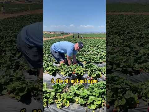 Người bố tìm thấy quả dâu tây lớn nhất từng thấy ☺️ thumbnail
