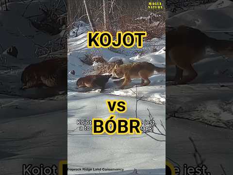 Atak Kojota na Bobra thumbnail