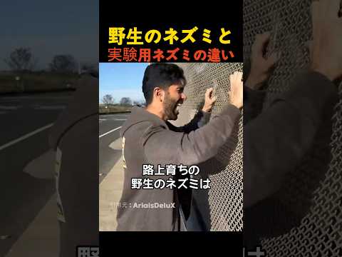 野生のネズミと実験用ネズミの違い thumbnail