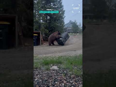 Bear-Proof Trash Bin Survives The Test ? #bear #bears thumbnail
