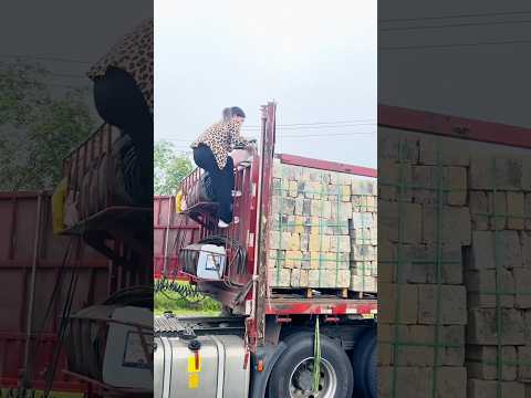Very good beautiful female truck driver #automobile #trucking #truckdriver #female #trucker #truck thumbnail