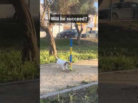 Will power ?#funny #dog #persistence #doit #funnyanimals thumbnail