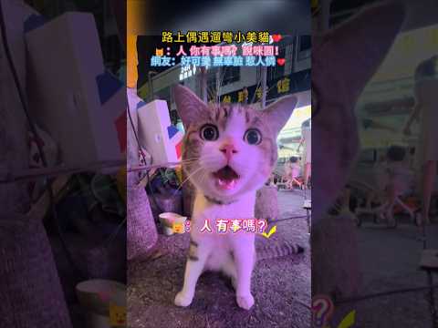 路上偶遇小貓美貓🥰 🐱：人 你有事兒嗎❓說我圓😳 網友：好可愛❤️無辜臉 惹人憐💖 #cat #cute #shorts #funnyshorts #funny thumbnail