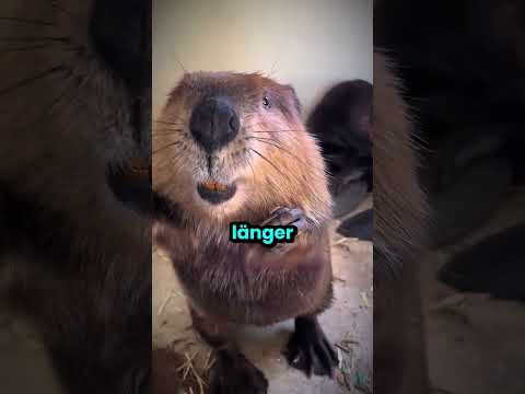 Biber müssen einfach Holz nagen! ? thumbnail