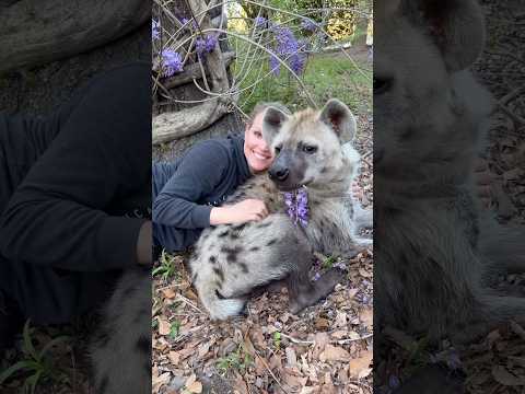 International Hyena Day advocates for changing the public's perspective on hyenas ☮️❤️🌎 thumbnail