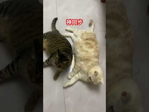 神同步，一样的姿势，一样的胖瘦 #cat #喵哥是萌新 #貓咪日常 thumbnail