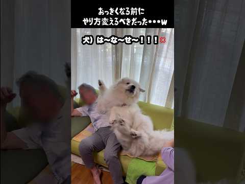 愛犬の育成方法をしくじった飼い主　#greatpyrenees #大型犬のいる生活 #大型犬 #大型犬と暮らす #グレートピレニーズ #ゴールデンレトリバー #犬のいる生活 thumbnail