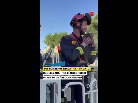 Los Bomberos de la Comunidad de Madrid rescatan un gato atrapado desde el lunes #shorts thumbnail