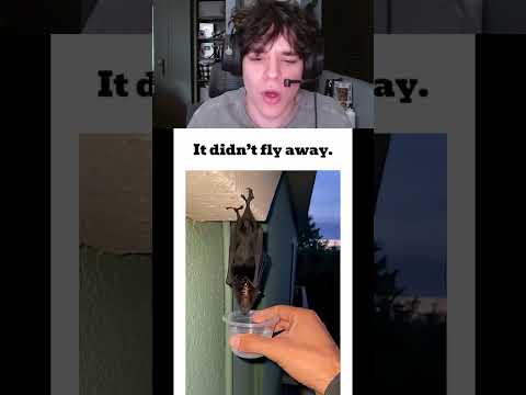 IT DIDN’T FLY AWAY 🥹 #shorts #shortsfeed thumbnail