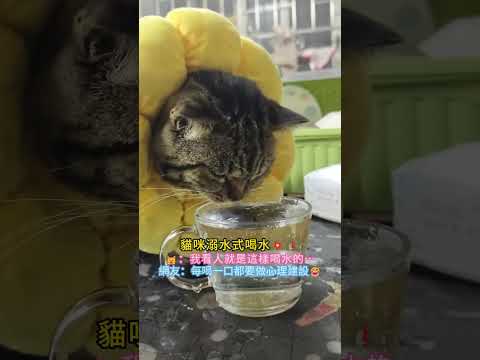貓咪溺水式喝水?❗?：我看人就是這樣喝水的…網友：每喝一口都要做心理建設?給牠看看視頻啊 #cat #cute #shorts #cutecat #funny thumbnail