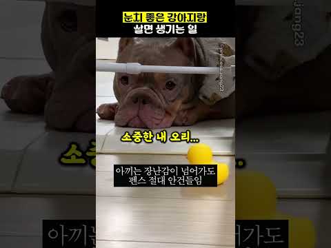 눈치 좋은 강아지랑 살면 생기는 일 thumbnail