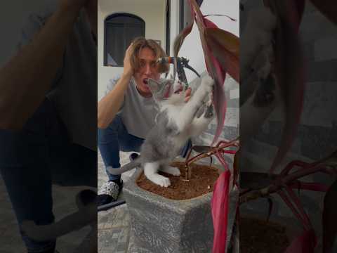 MI GATITO DESTRUYO MIS PLANTAS ??EN 3 SEGUNDOS Y ASÍ QUEDARON thumbnail