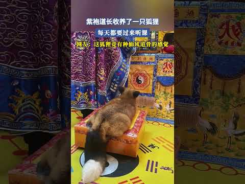 紫袍道長收養了一只狐貍，每天都要過來聽課，網友：這狐貍竟有種仙風道骨的感覺 #共鳴 #大熱門 thumbnail