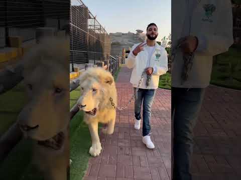 #algerino #quickstyle #hit #ayeayo  #lion #shortvideo #shorts #newsong #music #shortsvideo thumbnail