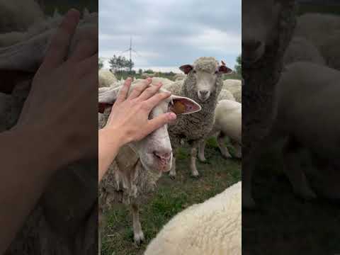 Owce zaakceptowałyby stadzie Henia, a teraz również mnie ? Suuuper! thumbnail