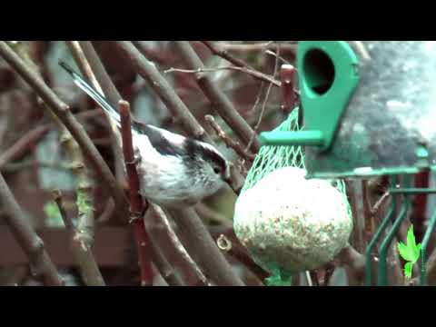 Long tailed tits on my garden feeders thumbnail