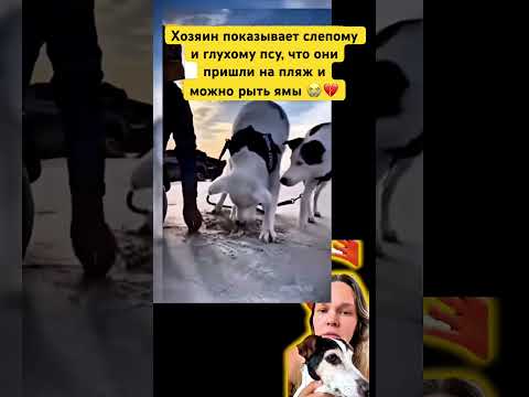 КАК ЖЕ МЫ НЕ ЦЕНИМ?? #собака #собаки #реакция #реакции #боль #лучшее #топ #добро #человек #любовь thumbnail