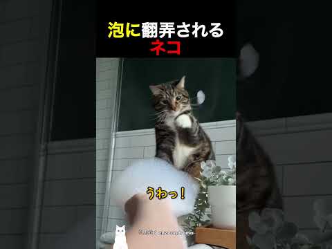 泡に翻弄されるネコ thumbnail