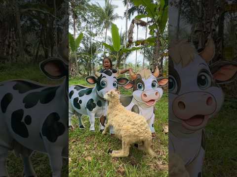 SAPI KURBAN DE IJA KALAH SAMA DOMBA KURBAN MANG UNI thumbnail