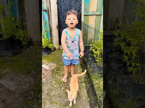 kucing joget kicau mania ! thumbnail