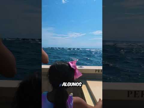 Estos CHICOS estaban en su BARCO cuando OCURRIÓ algo que NO OLVIDARÁN en la VIDA thumbnail