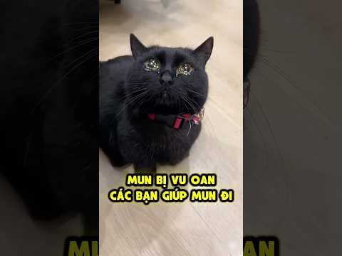 Tội nghiệp Mun bị vu oan đúng không các bạn❓ thumbnail