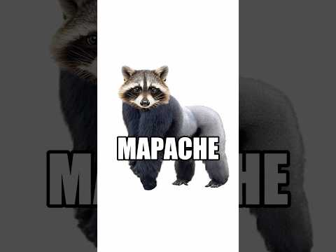 Adivina el Animal con Una Imagen parte 2 🤔 thumbnail