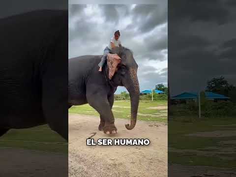 La Increíble Ventaja de los Elefantes #shorts thumbnail