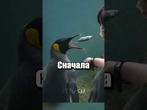 Невкусную рыбу есть не будут thumbnail