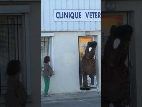 #veterinary #animals #prank #remigaillard 🐴 thumbnail
