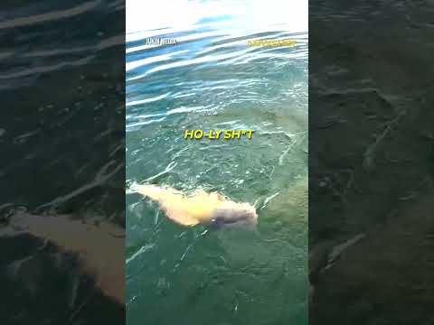 He almost lost his hand!😱 #fishing #scary #shorts thumbnail