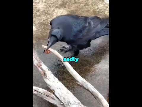 This smart crow got this meal?‍⬛?? thumbnail